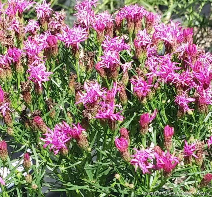 Vernonia l. 'Iron Butterfly' -Ship Only