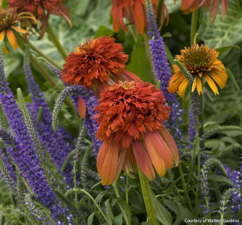 Echinacea 'Hot Papaya' -Ship Only