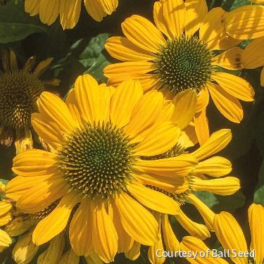 Echinacea 'Mellow Yellows' -Ship Only