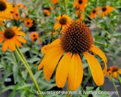 Echinacea 'Tiki Torch' -Ship Only