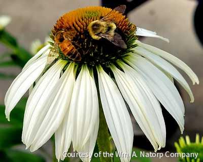 Echinacea p. 'White Swan' -Ship Only