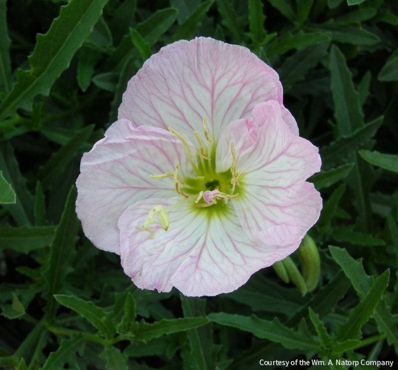 Oenothera 'Siskiyou' -Ship Only
