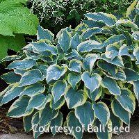 Hosta 'First Frost' -Ship Only