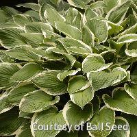 Hosta 'Francee' -Ship Only