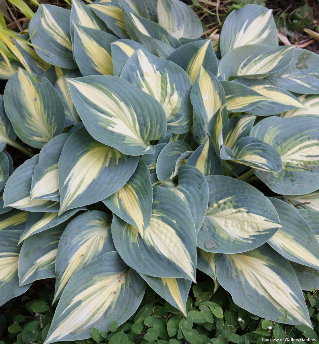 Hosta 'High Society' -Ship Only