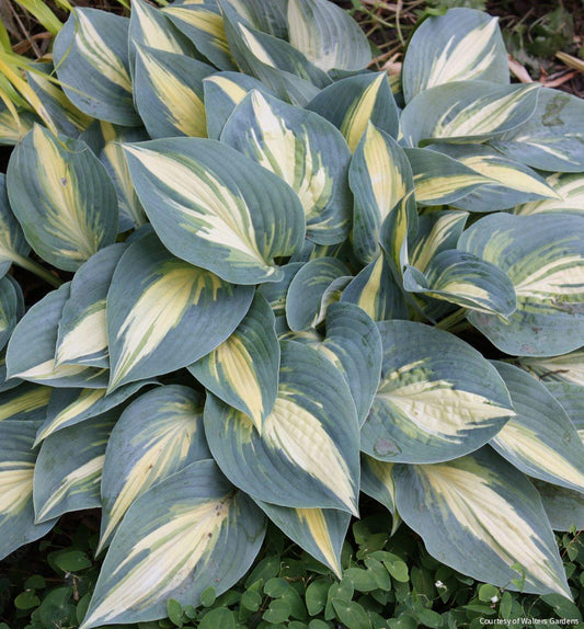 Hosta 'High Society' -Ship Only
