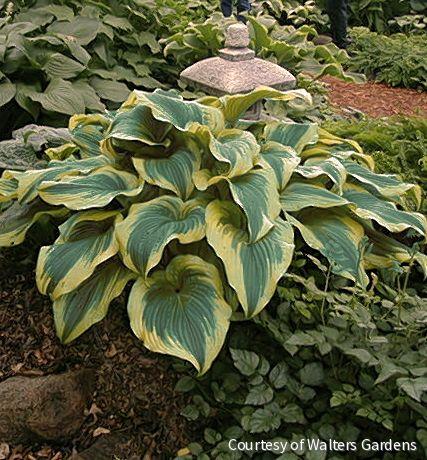 Hosta montana 'Aureo-Marginata' -Ship Only