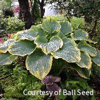 Hosta 'Sagae' -Ship Only