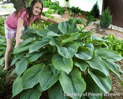 Hosta Shadowland® 'Empress Wu' -Ship Only