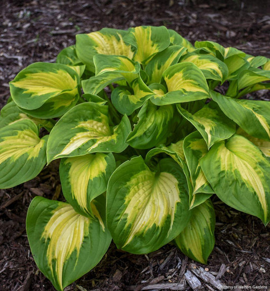 Hosta Shadowland® 'Etched Glass' -Ship Only