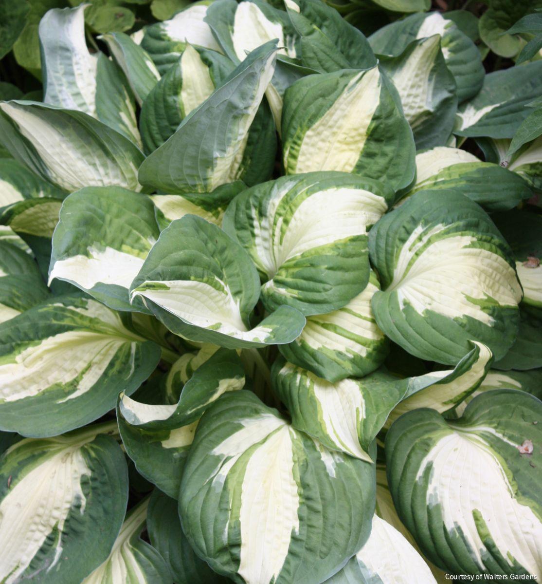 Hosta 'Vulcan' -Ship Only