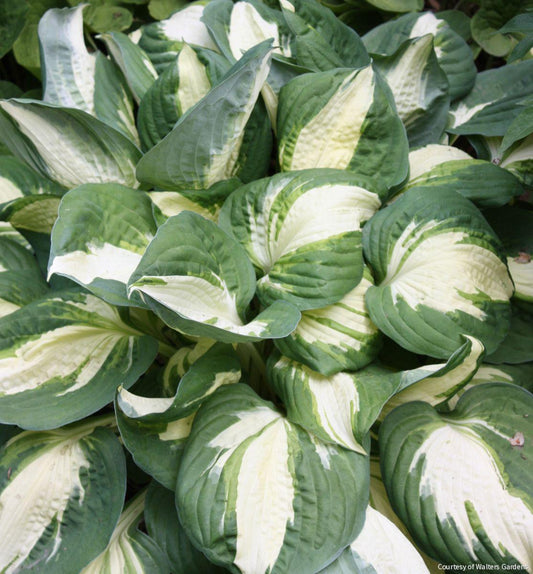 Hosta 'Vulcan' -Ship Only