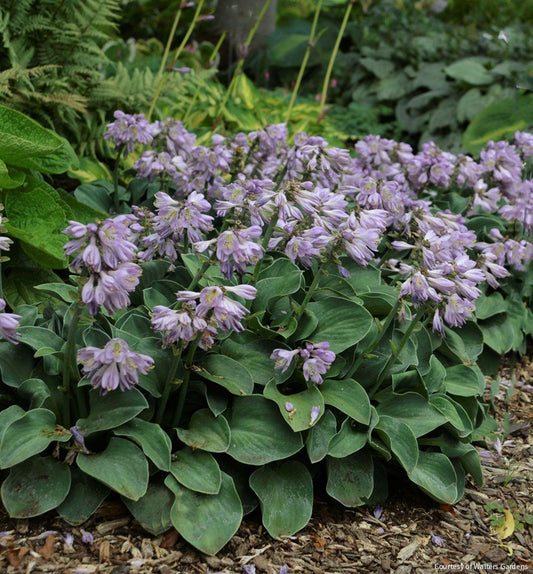 Hosta 'Blue Mouse Ears' -Ship Only