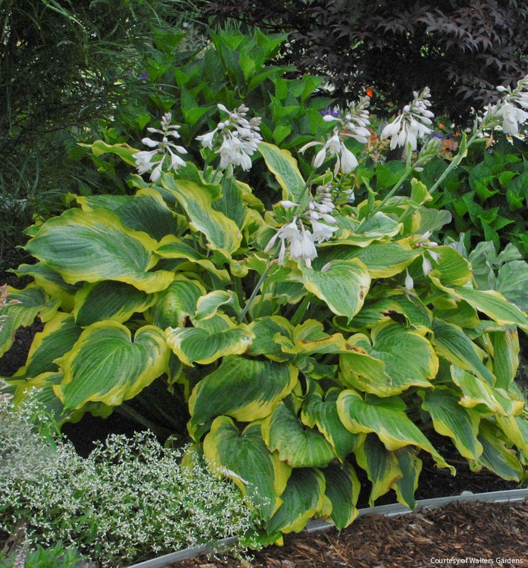 Hosta Shadowland® 'Seducer' -Ship Only