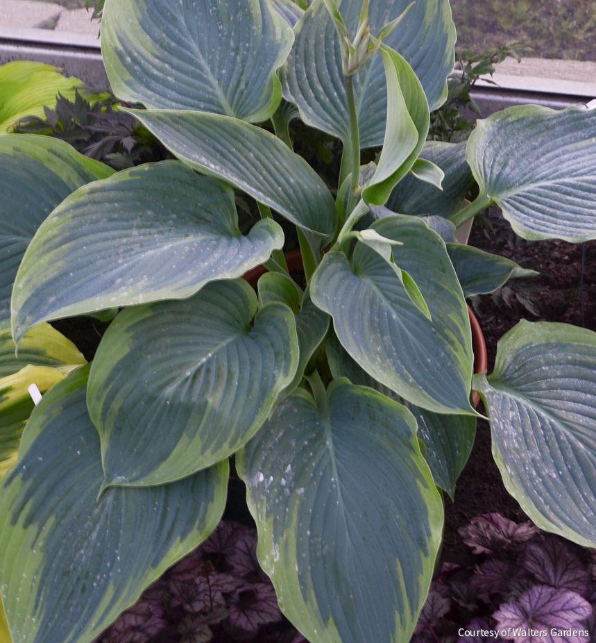 Hosta Shadowland® 'Wu-La-La' -Ship Only