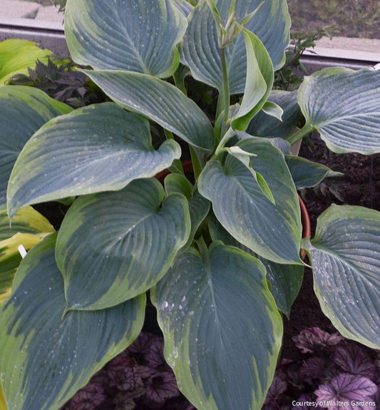 Hosta Shadowland® 'Wu-La-La' -Ship Only