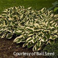 Hosta 'Patriot' -Ship Only