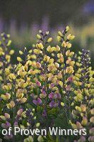 Baptisia Decadence® 'Pink Lemonade' -Ship Only