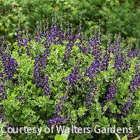 Baptisia Decadence® 'Sparkling Sapphires -Ship Only