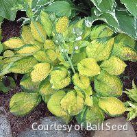 Hosta 'Rainforest Sunrise' -Ship Only