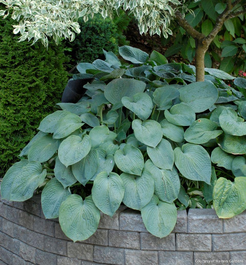 Hosta sieboldiana 'Elegans' -Ship Only
