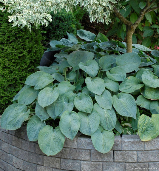 Hosta sieboldiana 'Elegans' -Ship Only