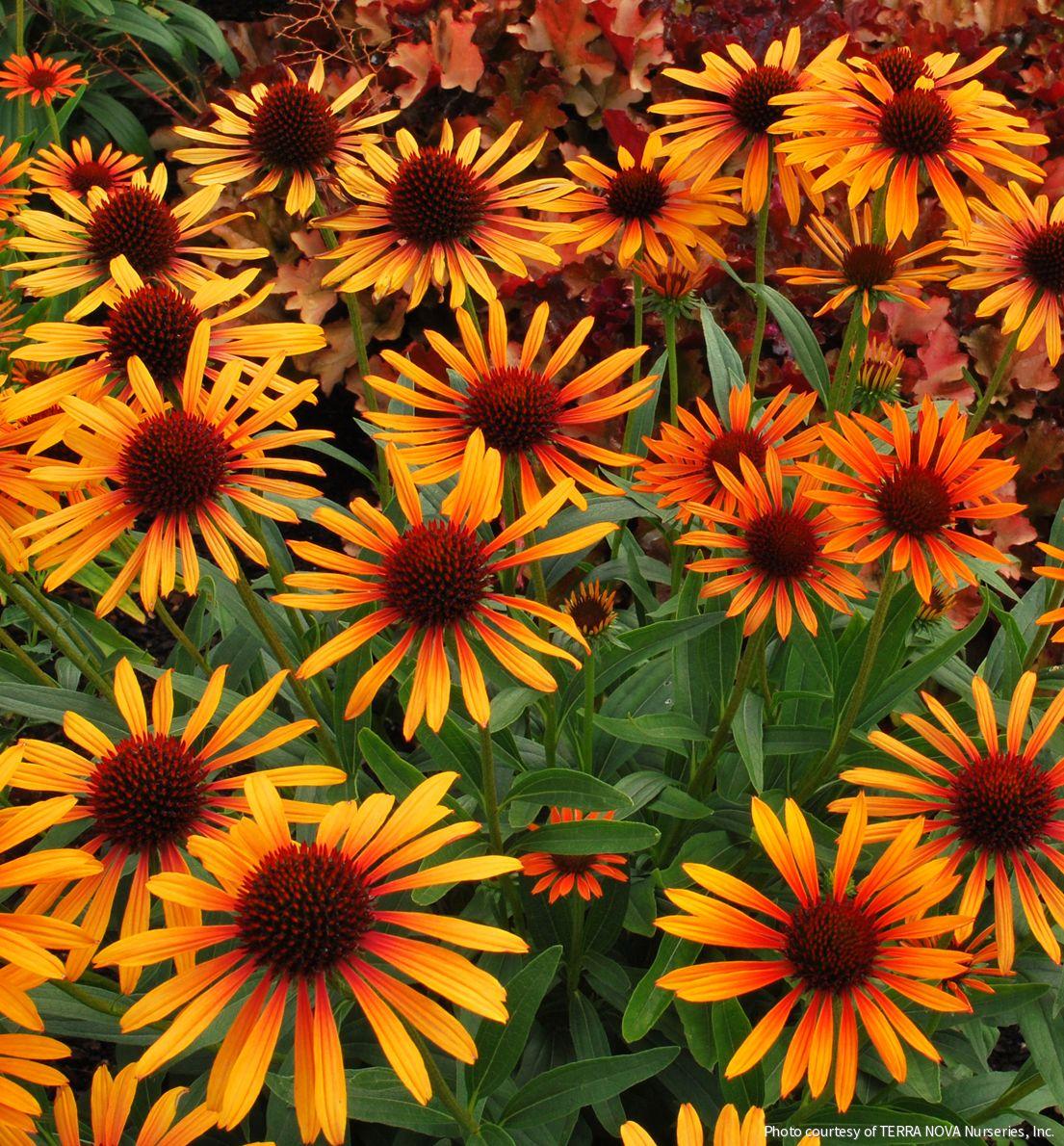 Echinacea 'Flame Thrower' -Ship Only