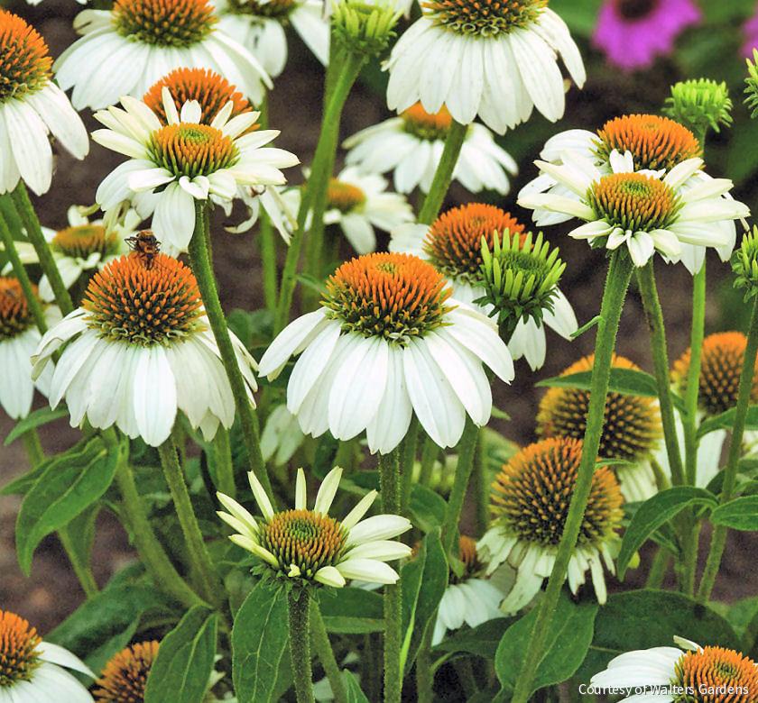Echinacea p. 'PowWow White' -Ship Only