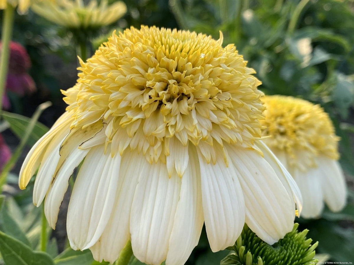 Echinacea 'Fried Egg' -Ship Only
