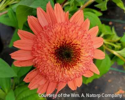 Echinacea p. 'Raspberry Truffle' -Ship Only