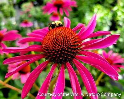 Echinacea p. 'Ruby Star' -Ship Only