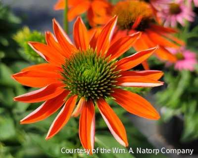 Echinacea Sombrero® Adobe Orange -Ship Only