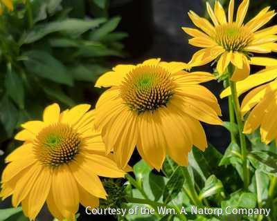 Echinacea Sombrero® Lemon Yellow -Ship Only