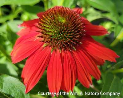 Echinacea Sombrero® Salsa Red -Ship Only