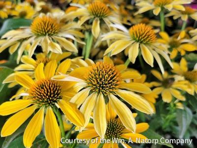 Echinacea Sombrero® Summer Solstice -Ship Only