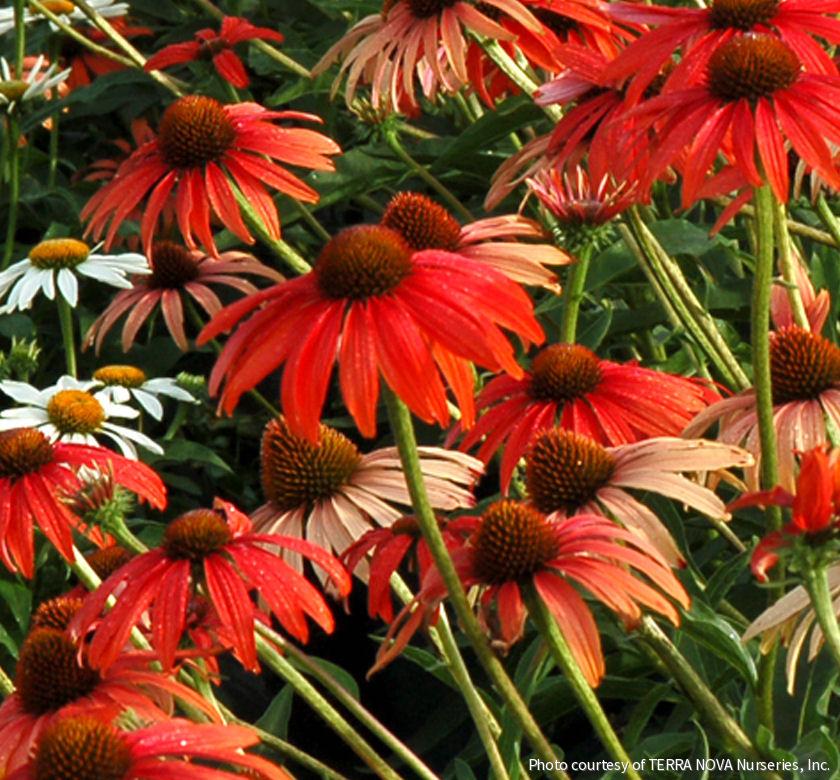 Echinacea 'Tomato Soup' -Ship Only