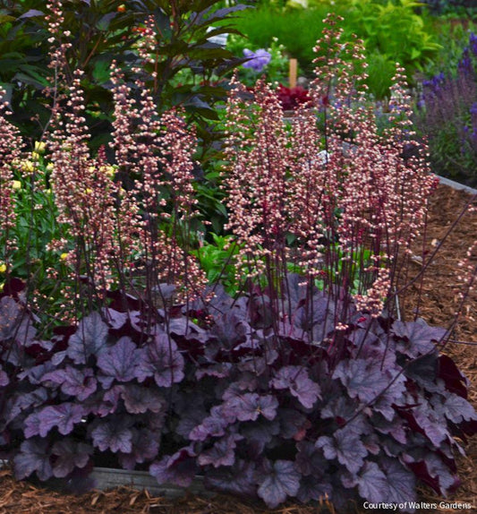Heuchera 'Grape Expectations' -Ship Only