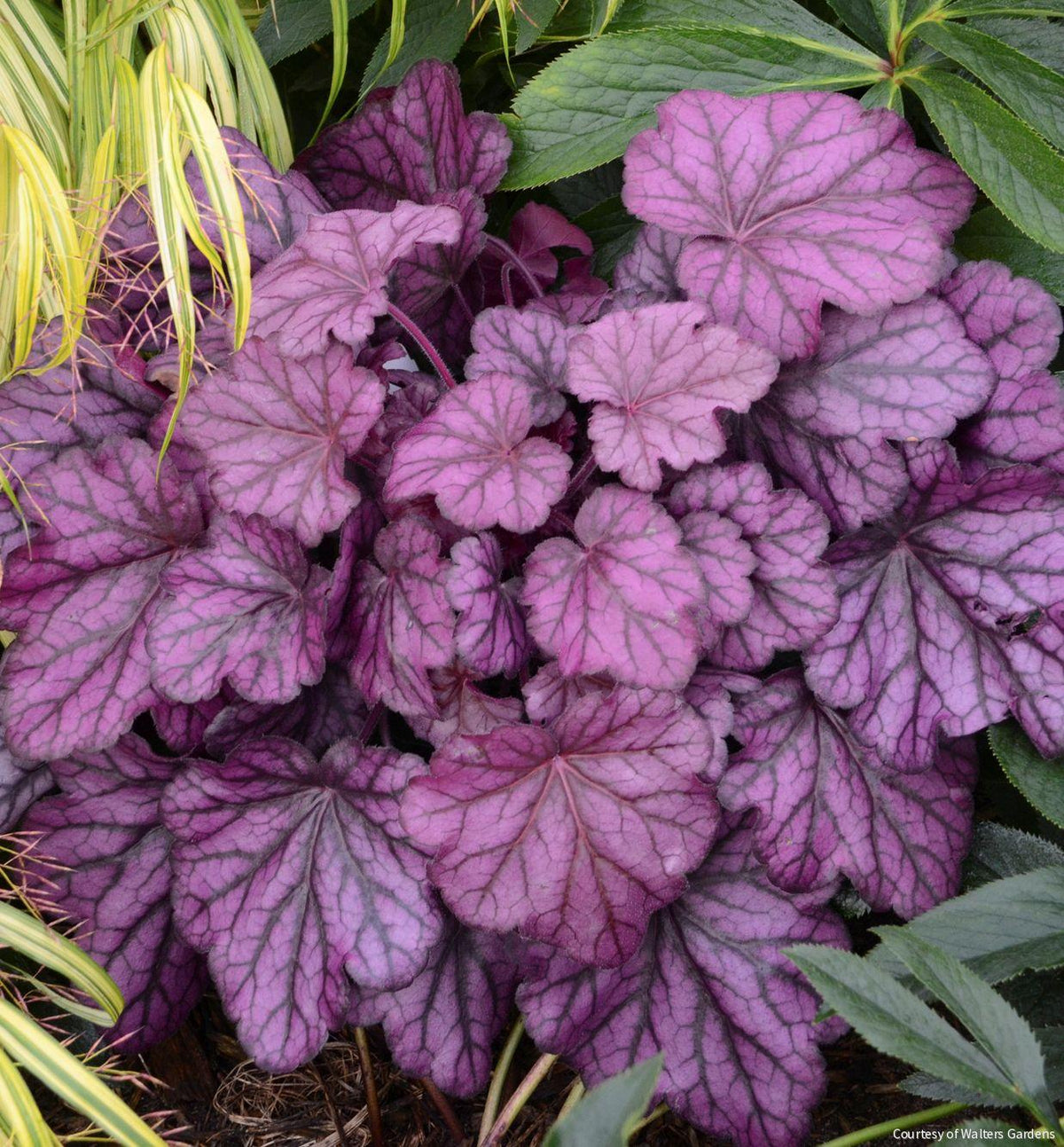 Heuchera Primo® 'Wild Rose' -Ship Only