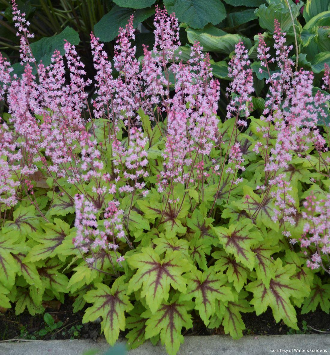 Heucherella Fun and Games® 'Eye Spy' -Ship Only