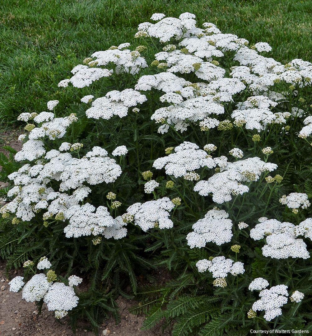 Achillea 'Firefly Diamond' -Ship Only
