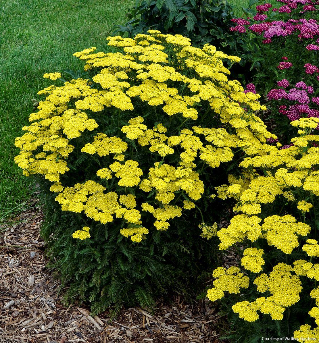 Achillea 'Firefly Sunshine' -Ship Only