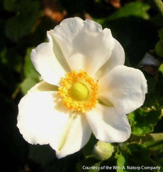 Anemone x 'Honorine Jobert' -Ship Only