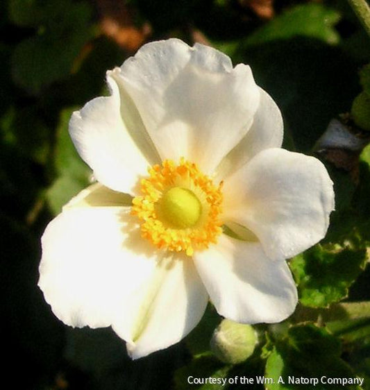 Anemone x 'Honorine Jobert' -Ship Only