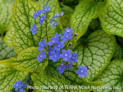 Brunnera m. 'Alexander's Great' -Ship Only