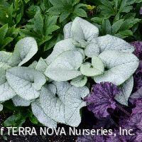 Brunnera m. 'Alexandria' -Ship Only