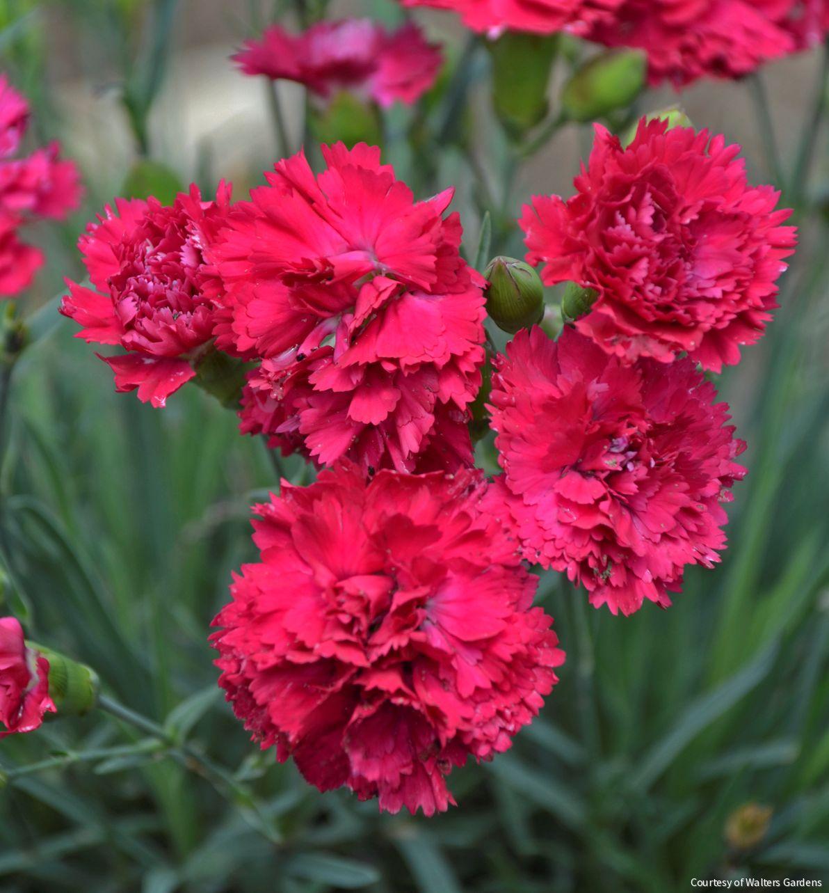 Dianthus Fruit Punch® Cranberry Cocktail -Ship Only