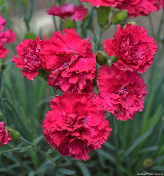 Dianthus Fruit Punch® Cranberry Cocktail -Ship Only