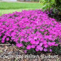 Dianthus 'Paint The Town Fushia' -Ship Only