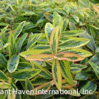 Hypericum c. 'Fiesta' -Ship Only