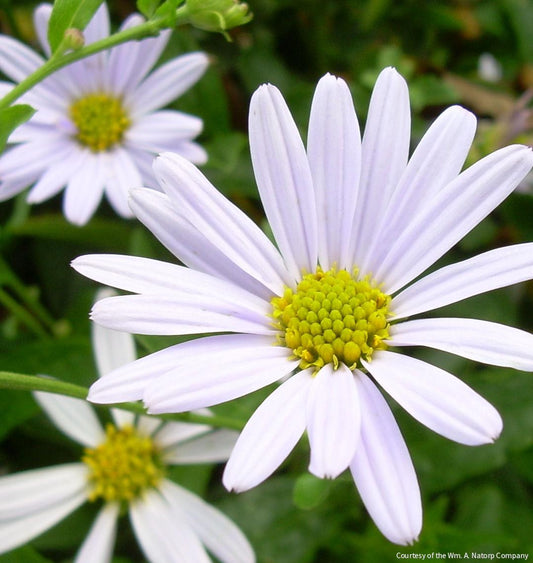 Kalimeris incisa 'Blue Star' -Ship Only